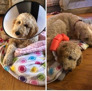 Marie Donabella's therapy dogs in Providence, RI.  Therapy Dog Clemmie at injured Fiona's side, showing how important it is to have support when you're an injured athlete. 